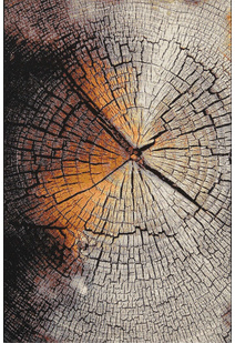 Aperto Tree Stump Rug APE273-X